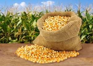 Semintele de porumb: o piata care isi revine