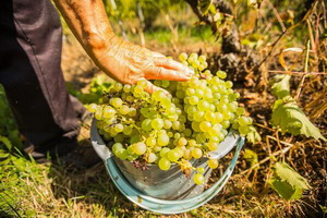 La Jidvei, incepe culesul strugurilor. Se asteapta o productie medie de 10 tone de struguri la hectar