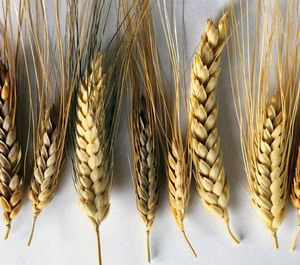 Soiurile romanesti de grau care au fost foarte productive in ultimii ani