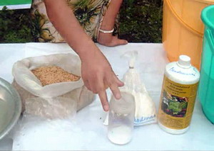 Tratamentul biologic al semintelor cu Pseudomonas fluorescens