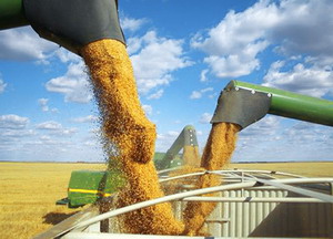 Se preconizeaza redresarea productiei de cereale in UE