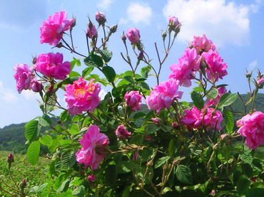 Demonstratie practica – trandafiri pentru dulceata