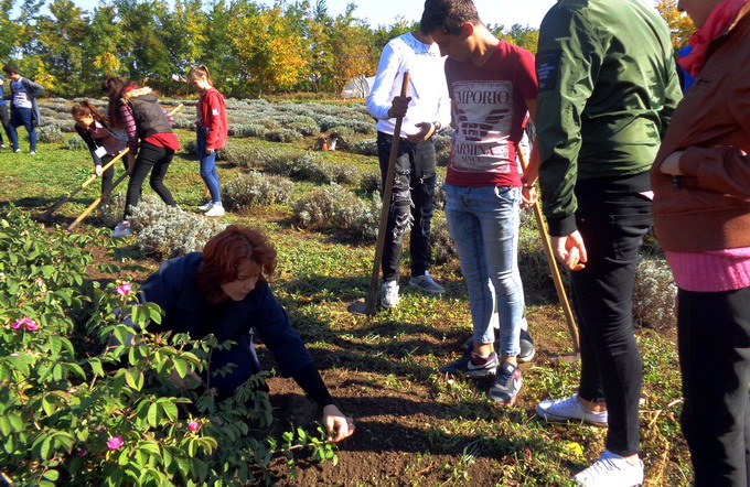 trandafiri pentru dulceata - loturi demonstrative
