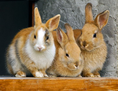 Ameliorarea la iepurii de casa