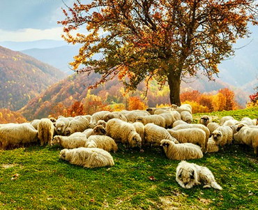 Caravana “Alege oaia!” in Cluj-Napoca