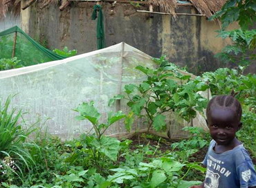 Papa Francisc doneaza seminte de legume pentru Sudanul de Sud