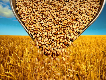 Noi reglementari pe piata cerealelor