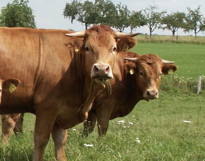 Rasa de vaci Limpurger