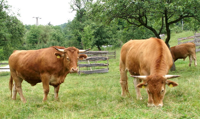 Rasa de vaci Limpurger pe pasune