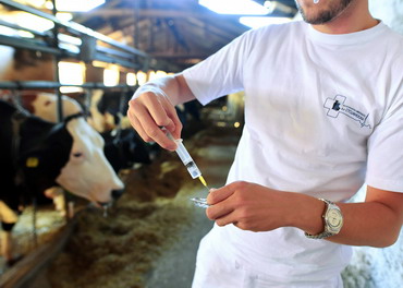 Expertii avertizeaza: „Utilizati antibioticele in mod responsabil in zootehnie sau faceti fata consecintelor”