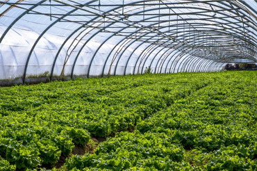 Avantajele construirii unui solar de legume