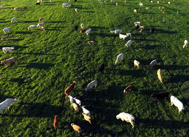 Noi reglementari privind pasunatul animalelor