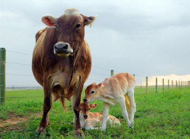 Programe moderne de ameliorare introduse in zootehnia romaneasca