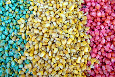 In atentia fermierilor si apicultorilor – Autorizatii temporare la neonicotinoide