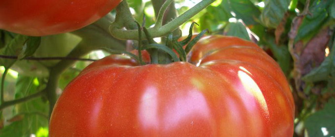 Cultura de tomate in camp si in spatii protejate - 1