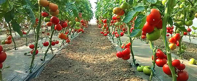 Cultura de tomate in camp si in spatii protejate - 3