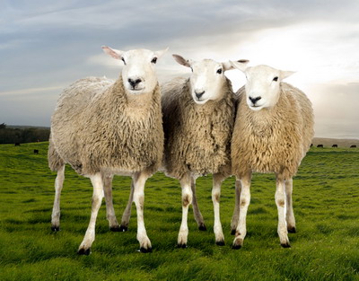 Intalnire de mediere intre retaileri si crescatorii de ovine la sediul MADR