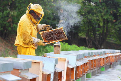 Recomandari privind prevenirea bolilor la albine