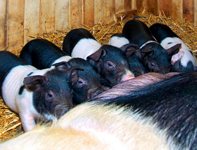 Ajutor pentru crescatorii de porci din rasele Bazna si Mangalita