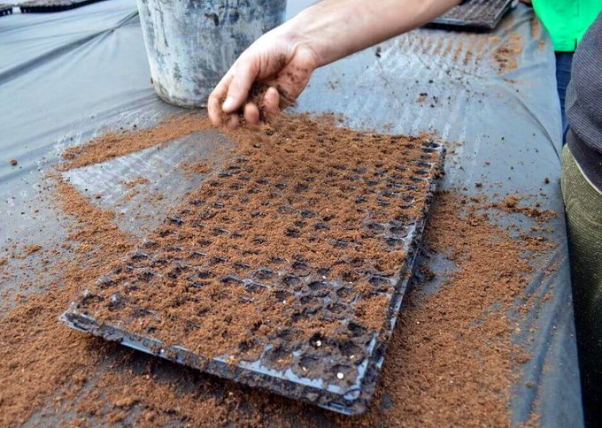 Sezonul 2017-2018 de semanat al semintelor de legume