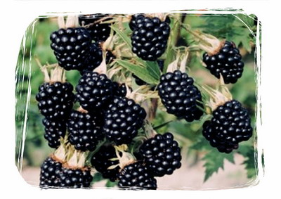 Soiuri performante de zmeura si mure - Mur-Thornfree