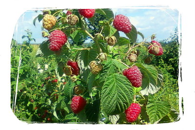 Soiuri performante de zmeura si mure - Zmeura-Sugana