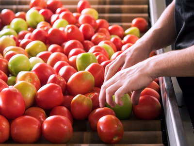 S-a propus urgentarea acordarii subventiei pentru tomatele destinate industrializarii