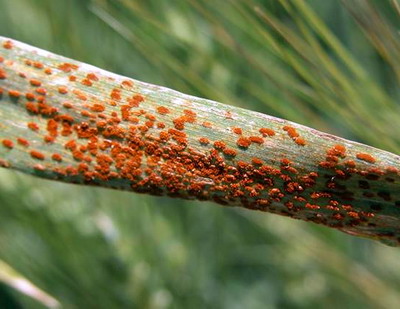 Focarele de rugina a graului se extind in Europa