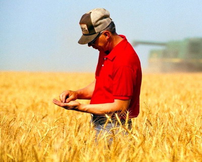 Productia globala de grau se preconizeaza a fi pe un trend descendent in 2018