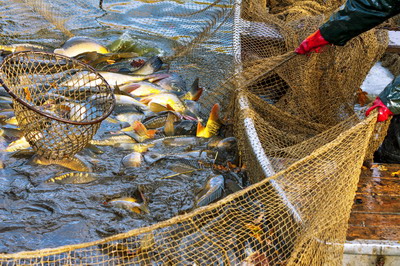 Noi evenimente de promovare a oportunitatilor de finantare prin POPAM la Timisoara si la Craiova