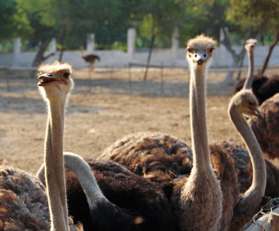 Ranile si bolile specifice la struti