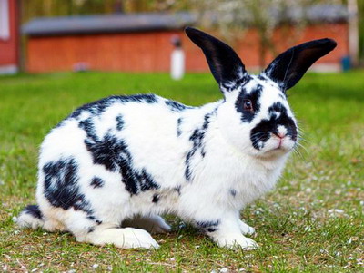 Rasa de iepuri Fluturele Urias German