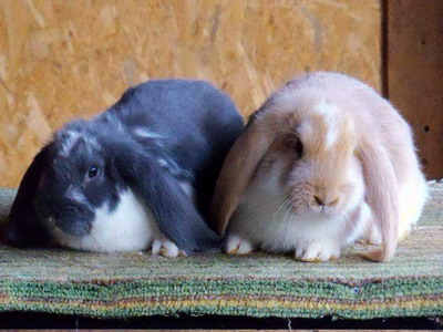 Rasa de iepuri Marele Berbec