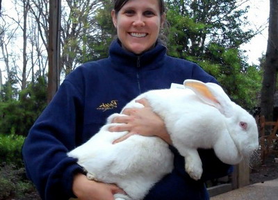 Rasa de iepuri Urias Alb