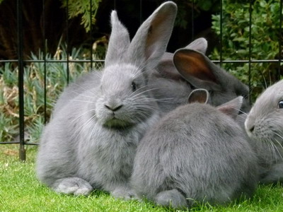 Rasa de iepuri Uriasul German