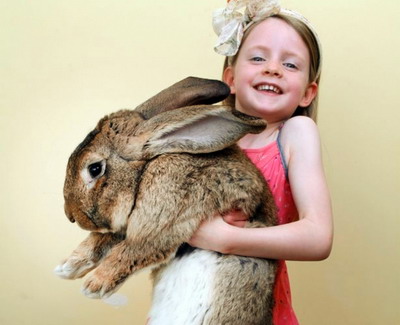 Rasele grele de iepuri