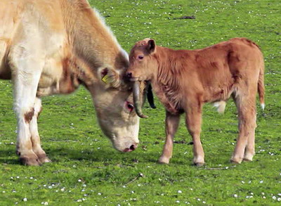 Sistemul semiintensiv de ingrasare a viteilor