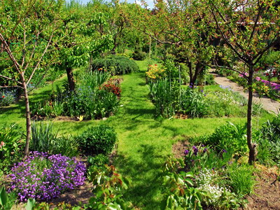 Specii de pomi fructiferi cultivate in gradina