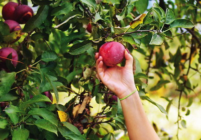 150 Locuri de munca sezoniera in domeniul agricol in Spania
