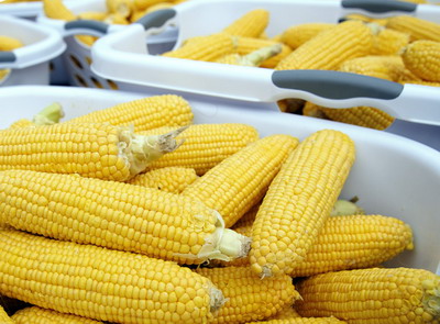 Cum alegem cea mai potrivita cultura de porumb pentru o productie de succes | Multiplele intrebuintari ale porumbului