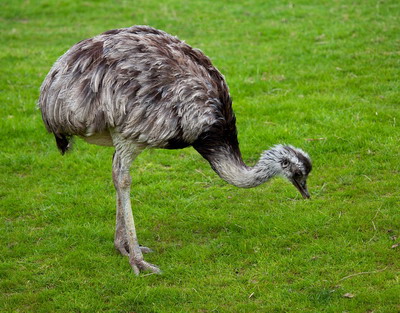 Alimentatia specifica strutilor