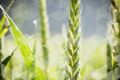 Biomasa - potential de exploatare pentru agricultura