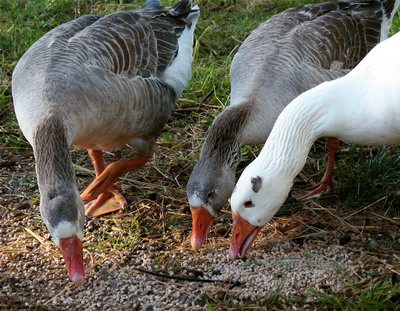 Sfaturi de nutritie in cresterea gastelor