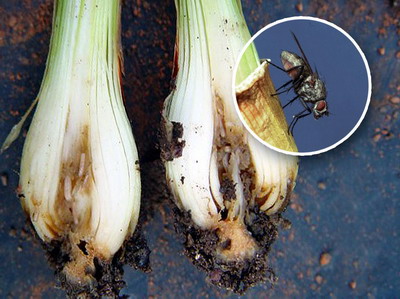 Musca Cepei | Identificare & Tratamente de Combatere