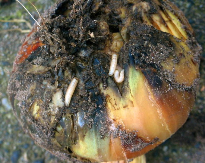 Musca Cepei - atac larve