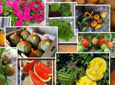 Noul site SemintePlante.ro