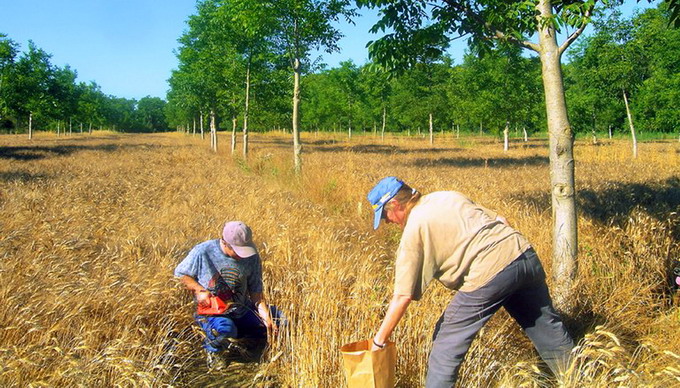 Perdele forestiere - 2