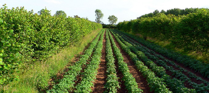 Perdele forestiere - 3