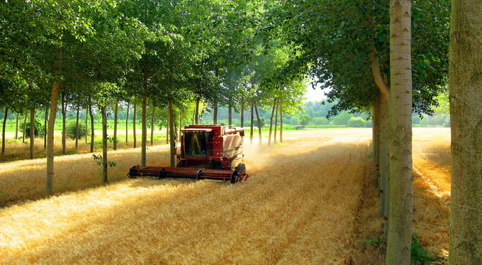 Perdele forestiere - 4