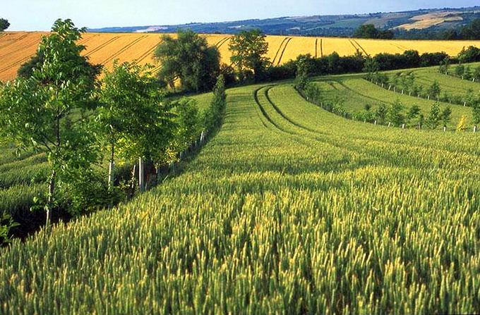 Perdele forestiere - 5